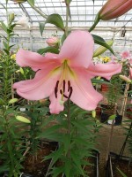 [4561 VH37 No02.JPG]